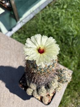 Preview: Coryphantha cornifera